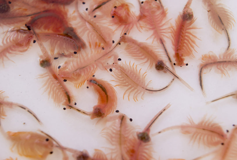 Brine Shrimp Hatching Care Guide