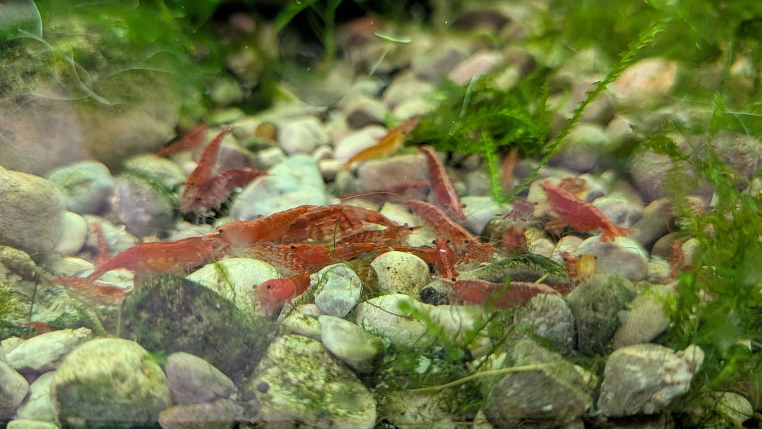 cherry shrimp gathered together to feed