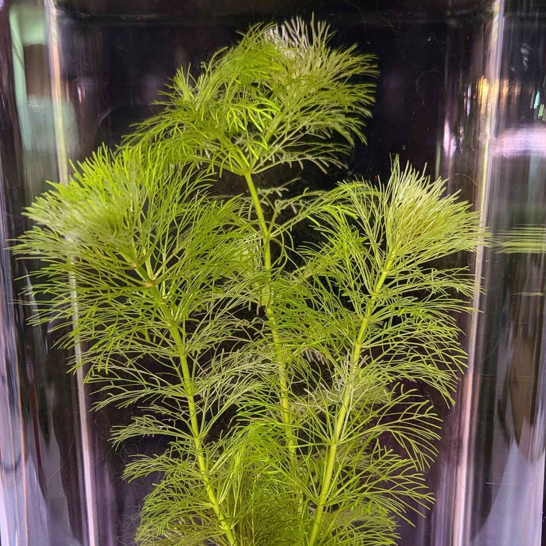 Aquatic Plant Care & Maintenance Guide