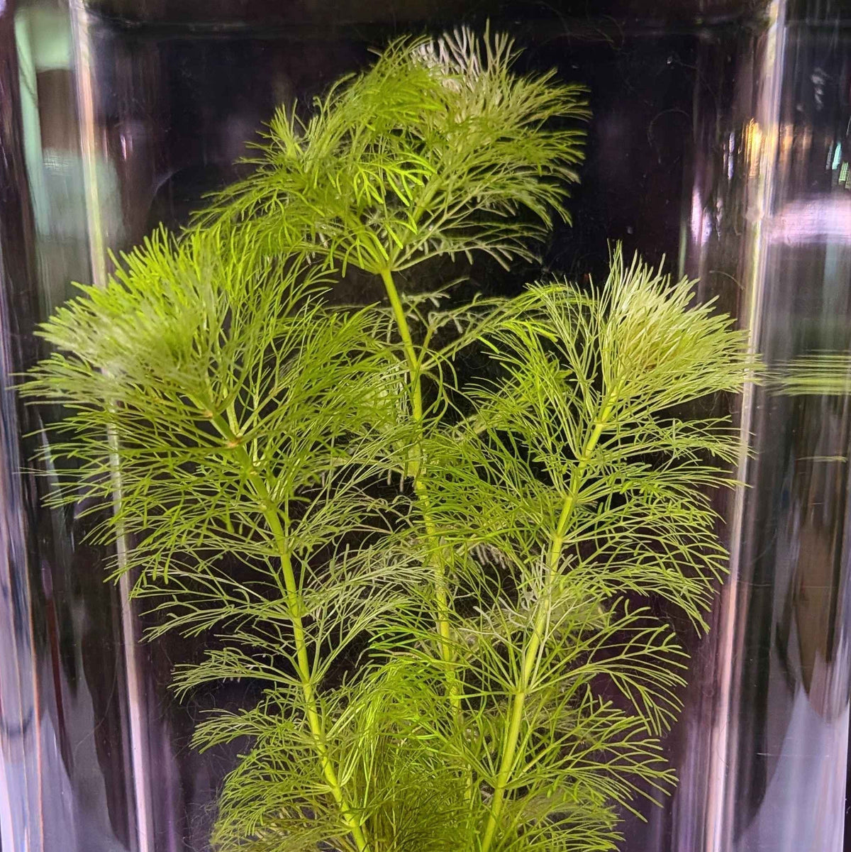 Aquatic Plant Care & Maintenance Guide