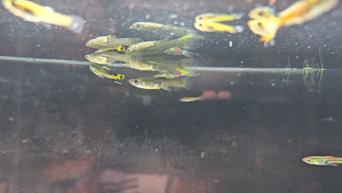 A small amount of mixed endler males and females clumped together