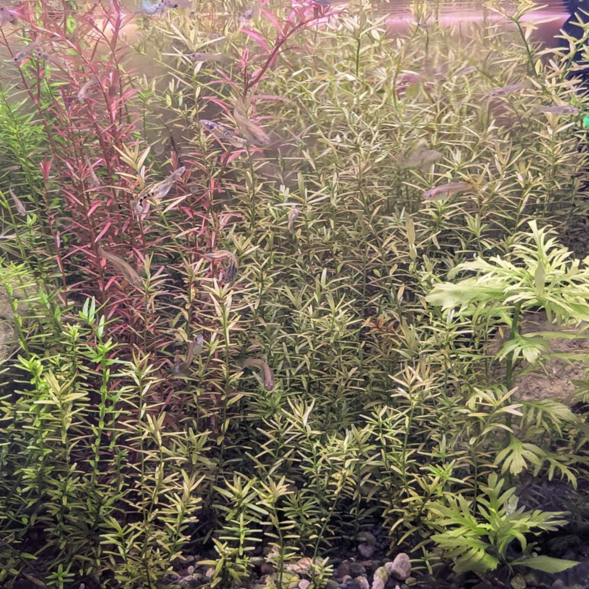 Aquatic Plants