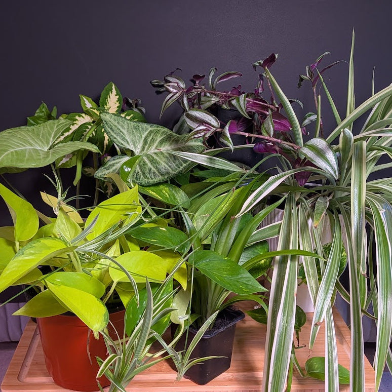Houseplants