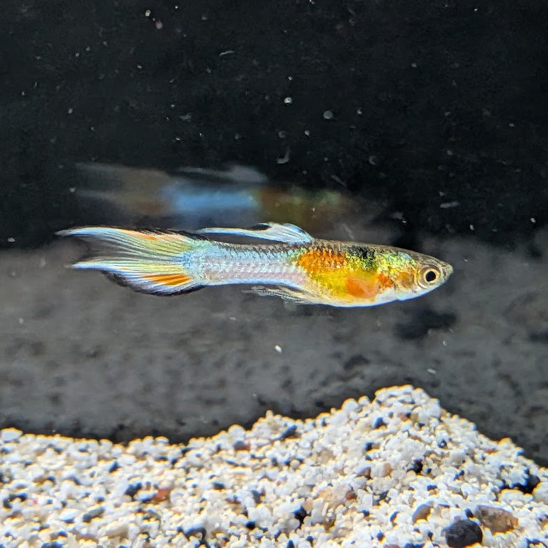 Livestock — Fish