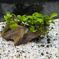 Anubias on Rock (Small Hardscape)