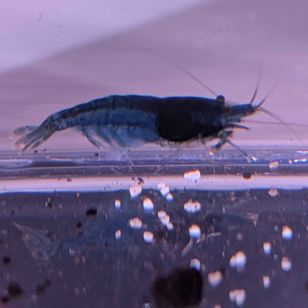 Blue Dream Shrimp