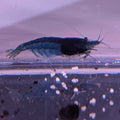 Blue Dream Shrimp