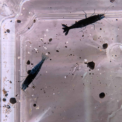 Blue Dream Shrimp