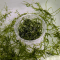 Christmas Moss