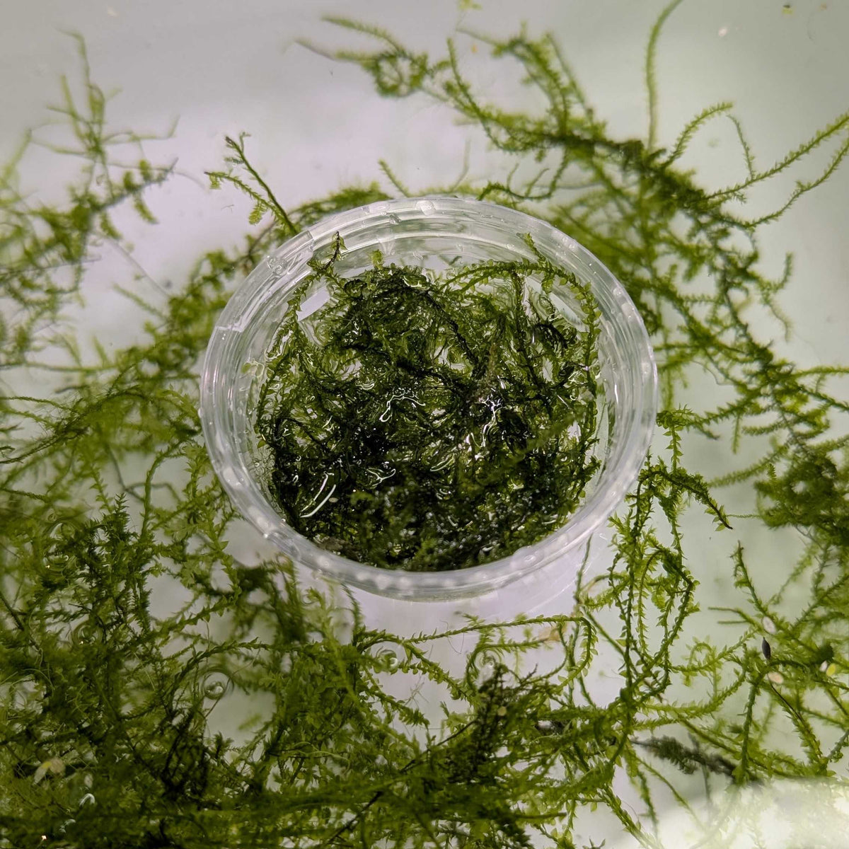 Christmas Moss