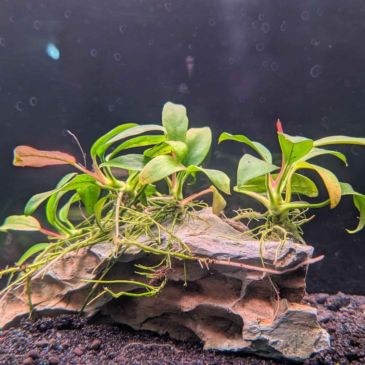 Anubias on Dragonstone Large