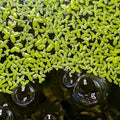 Duckweed