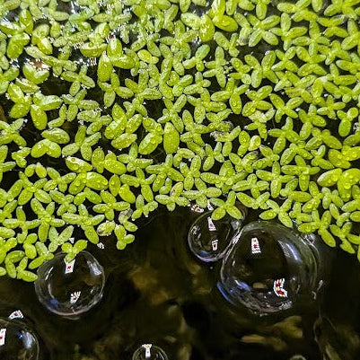 Duckweed