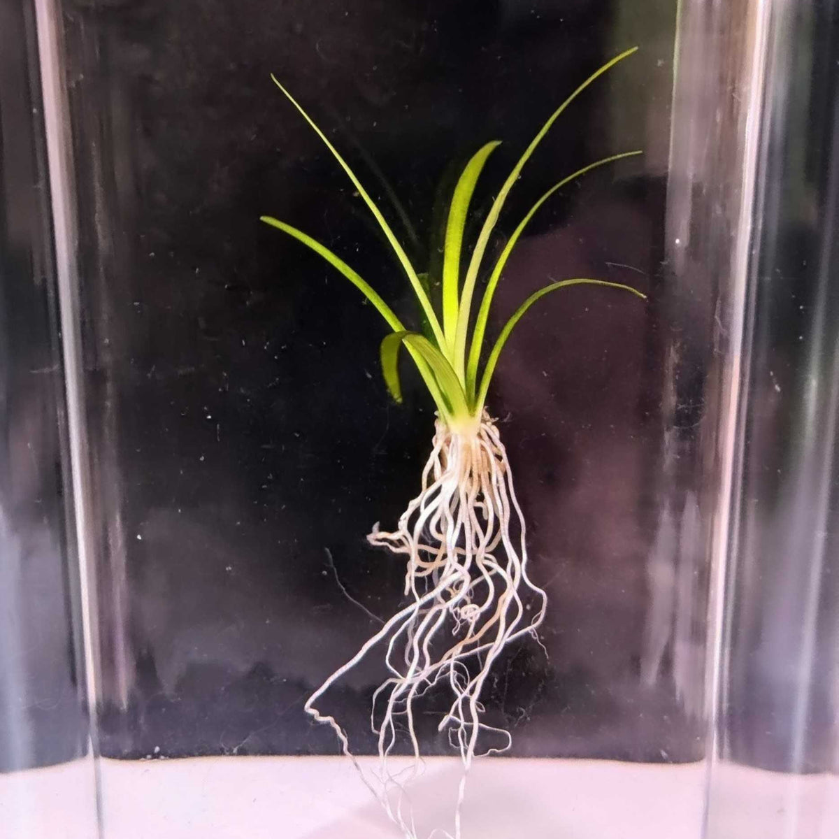 Dwarf Sagittaria
