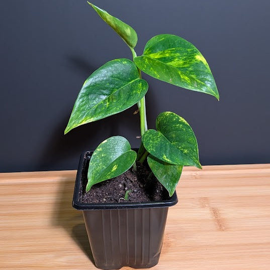 Golden Pothos
