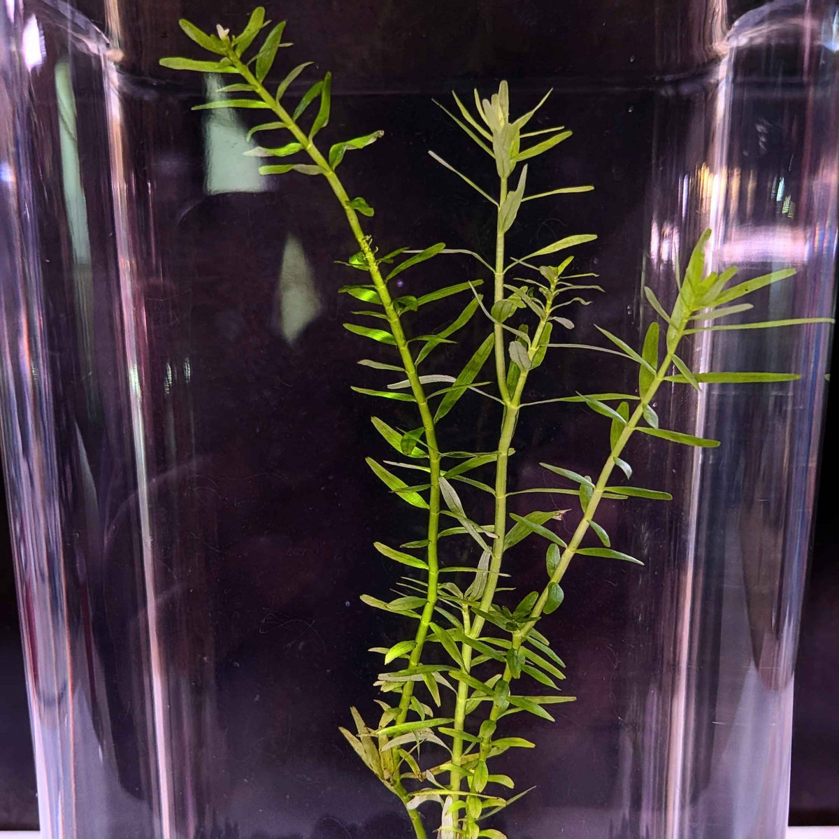 Green Rotala