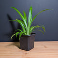 Green Spider Plant