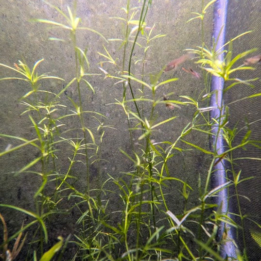 Guppy Grass