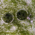 Guppy Grass
