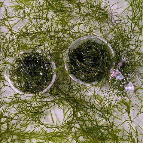 Guppy Grass