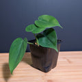 Heartleaf Philodendron