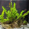 Java Fern on Rock (Medium Hardscape)