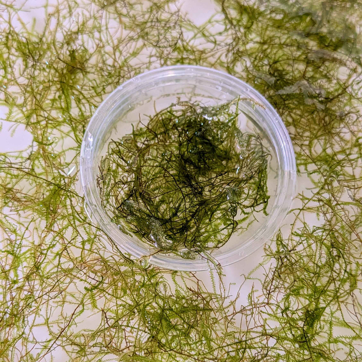 Java Moss