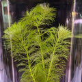 Limnophila Sessiliflora