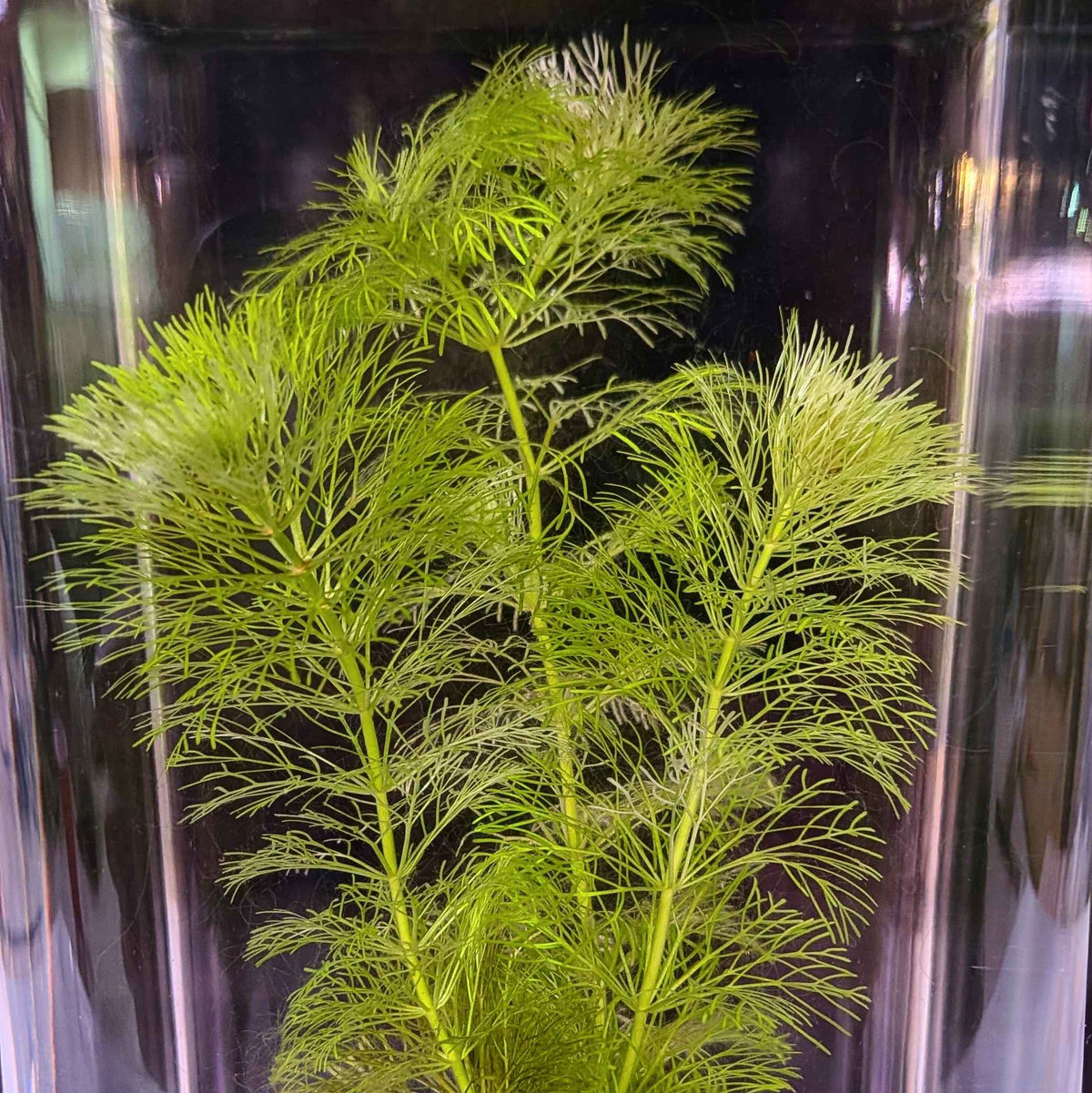 Limnophila Sessiliflora