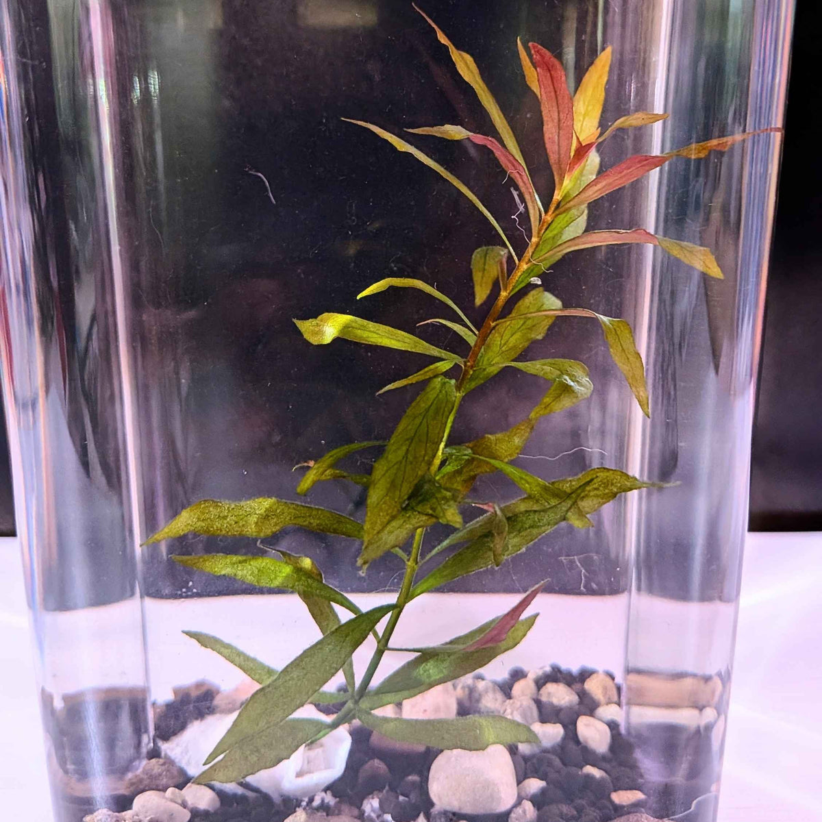 Ludwigia