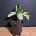 Marble Queen Pothos