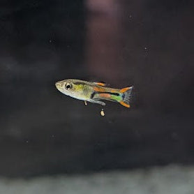 Mixed Endlers
