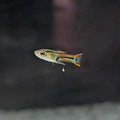 Mixed Endlers
