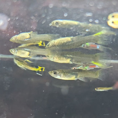 Endler Starter Colony Bundle