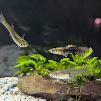 Mixed Endlers