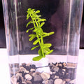Moneywort