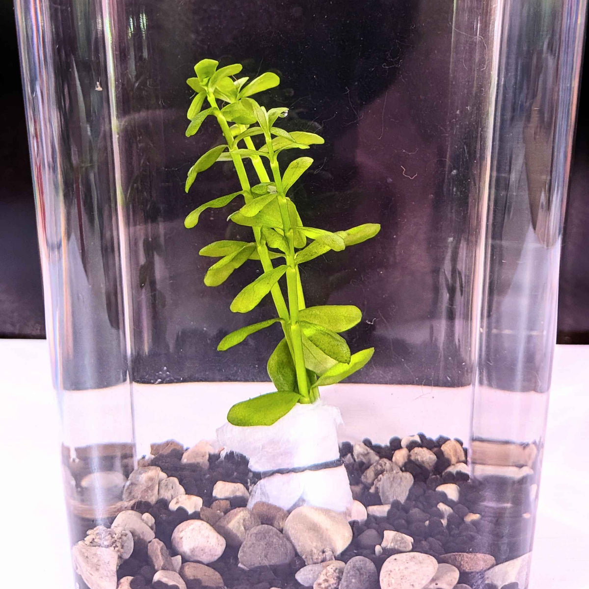 Moneywort