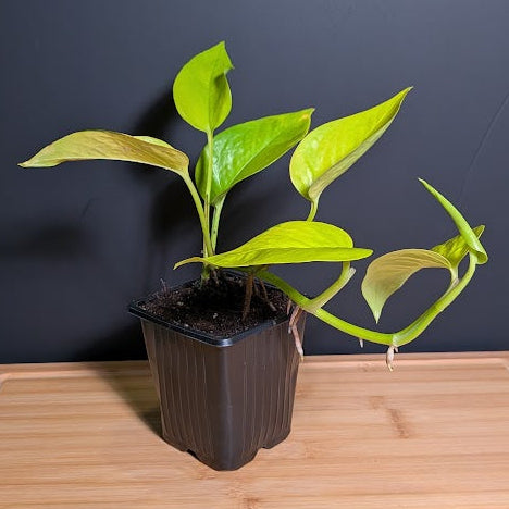 Neon Pothos