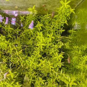 Pearlweed
