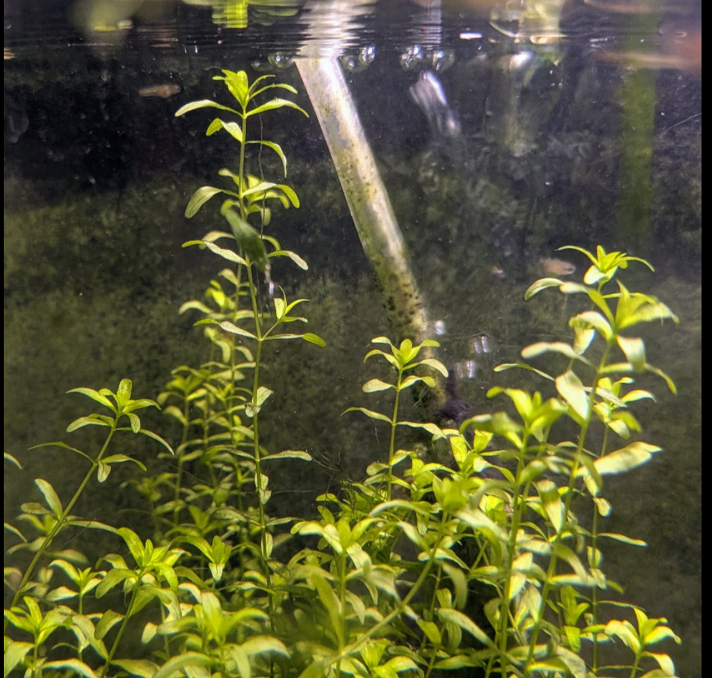 Pearlweed