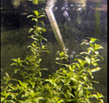 Pearlweed