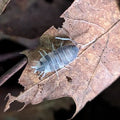 Pied Powder Blue Isopods