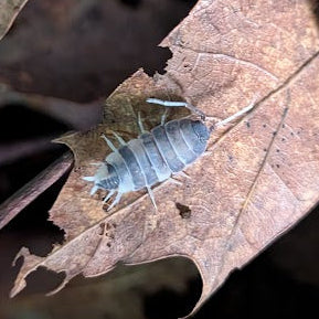 Pied Powder Blue Isopods