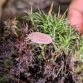 Powder Orange Isopods