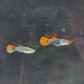 Red Koi Tuxedo Guppy