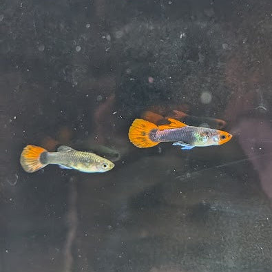 Red Koi Tuxedo Guppy