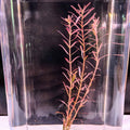 Super Red Rotala