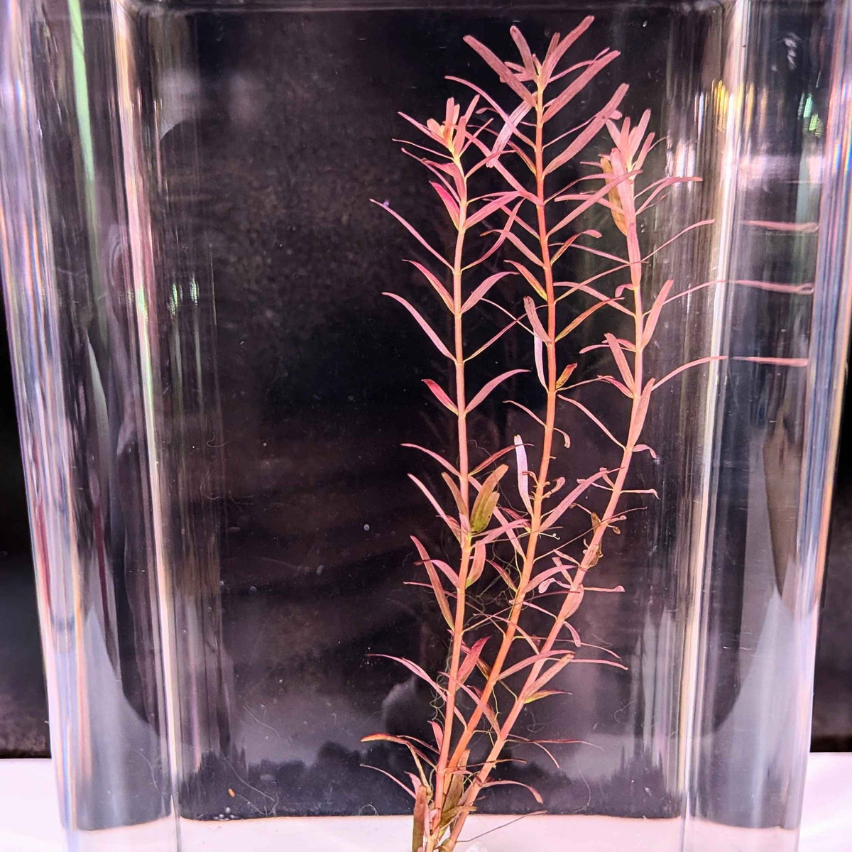 Super Red Rotala