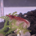 Red Cherry Shrimp