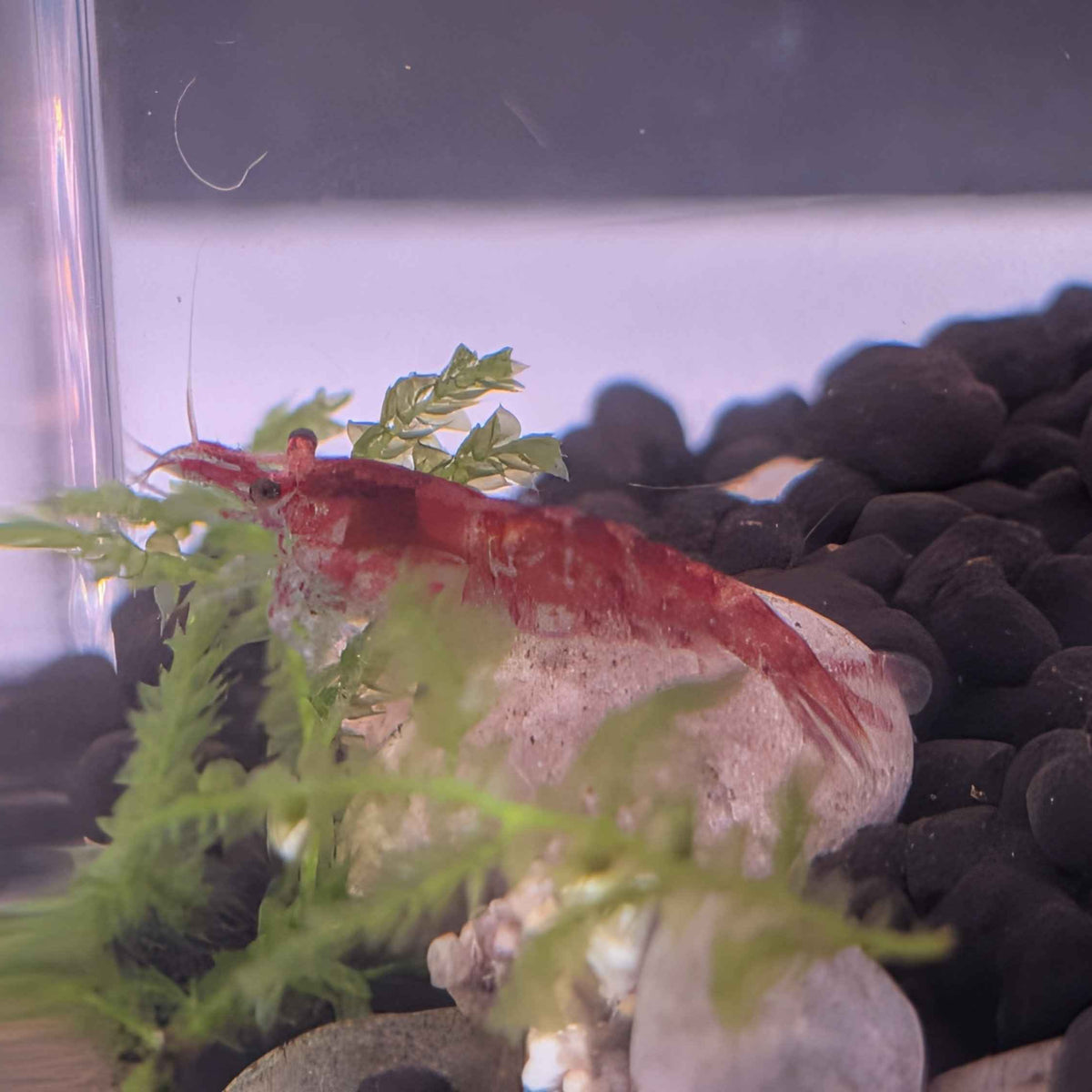 Red Cherry Shrimp